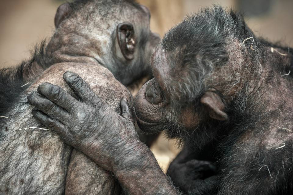 ZOO Antwerpen / Jonas Verhulst