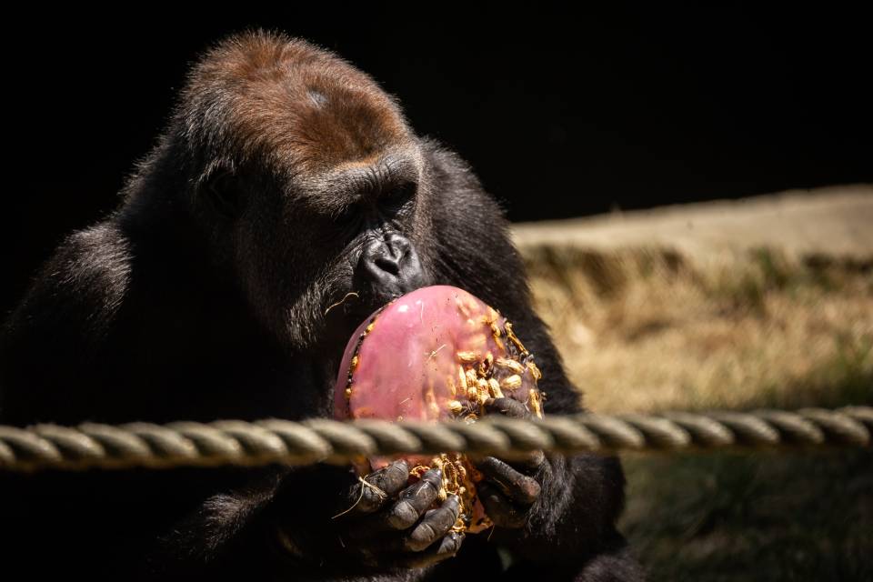 ZOO Antwerpen / Jonas Verhulst