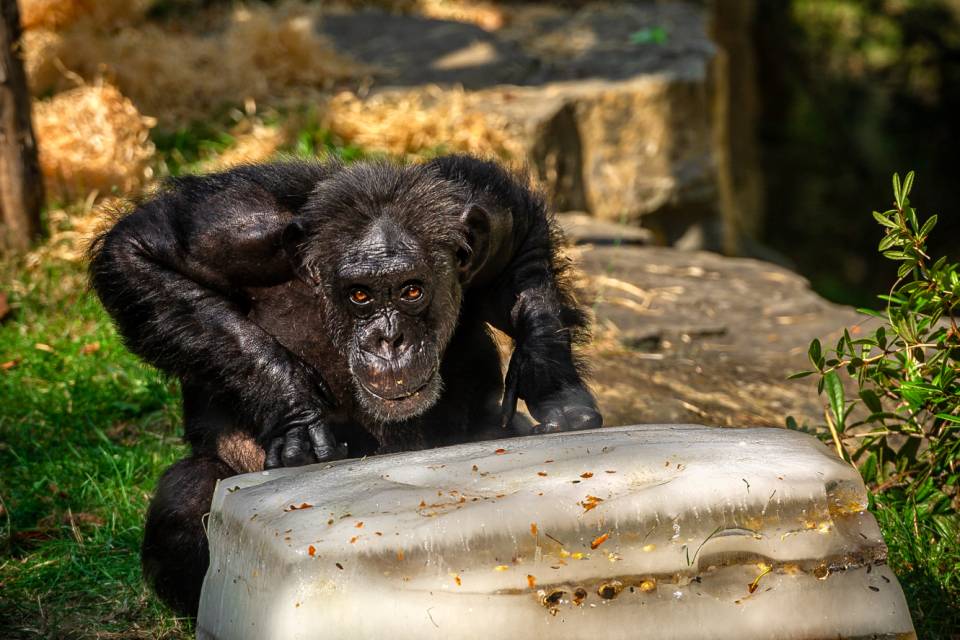 ZOO Antwerpen / Jonas Verhulst