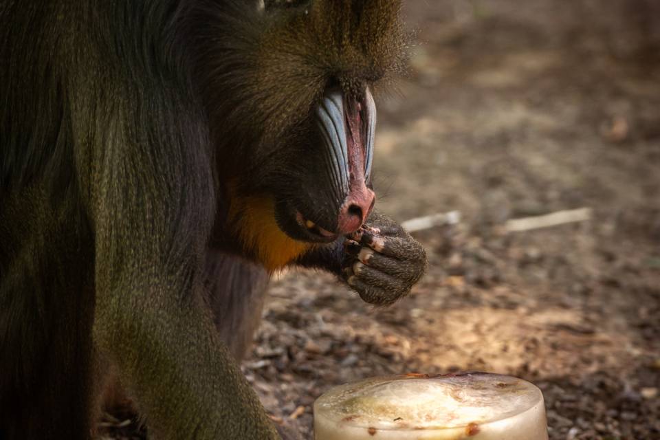 ZOO Antwerpen / Jonas Verhulst