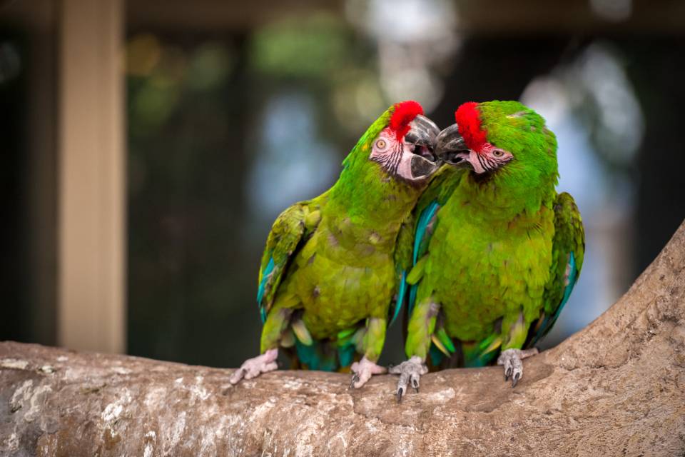 ZOO Antwerpen / Jonas Verhulst