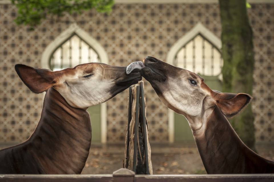 ZOO Antwerpen / Jonas Verhulst