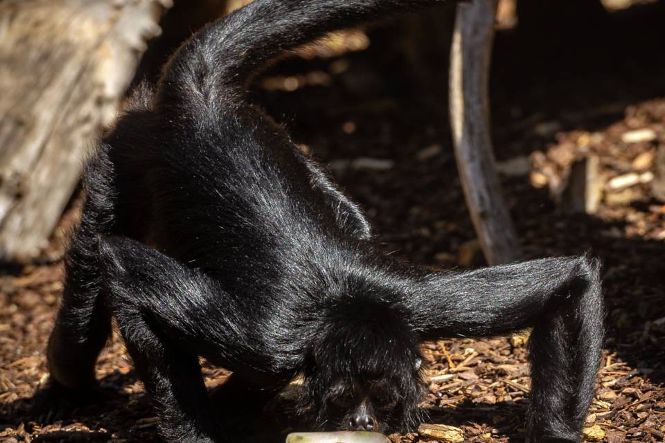 ZOO Antwerpen / Jonas Verhulst