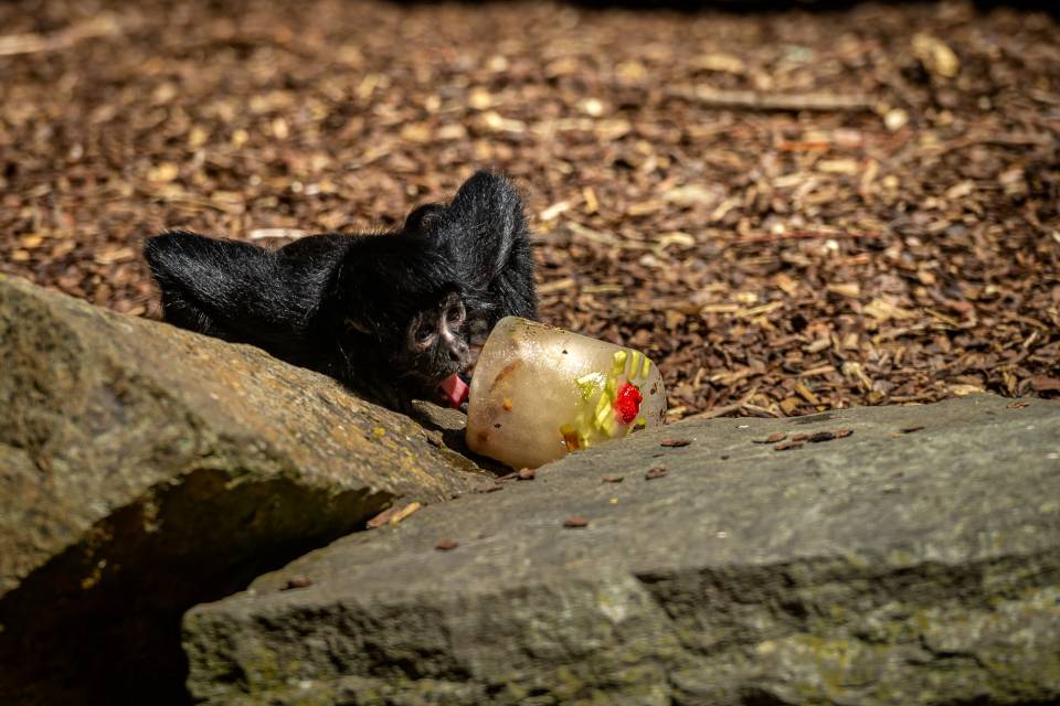 ZOO Antwerpen / Jonas Verhulst