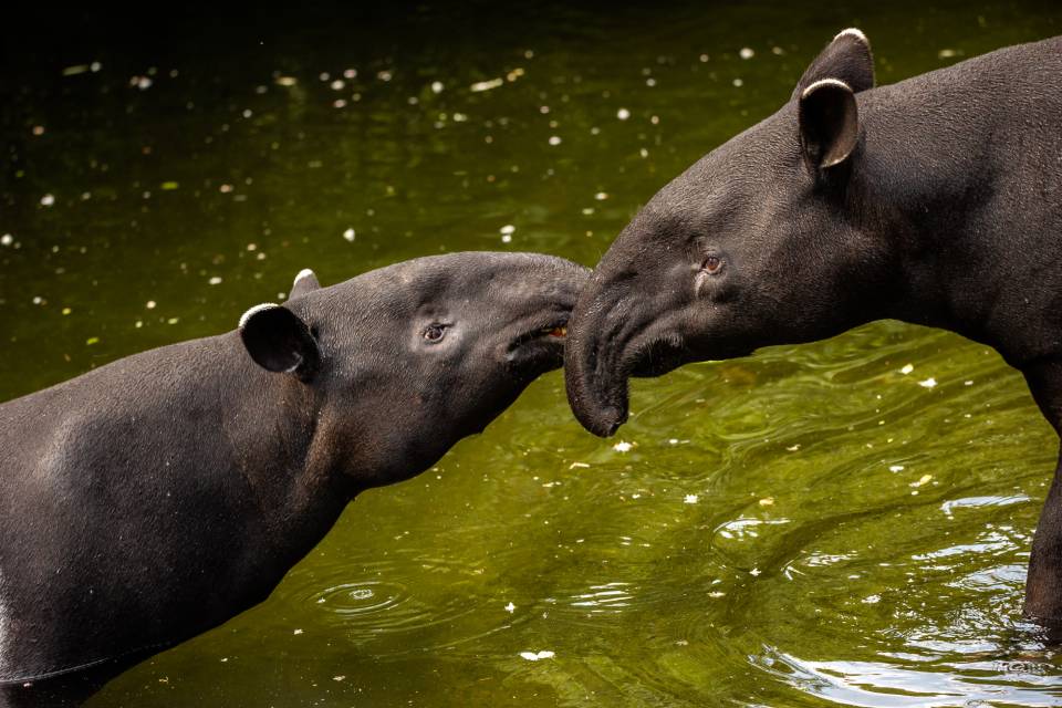 ZOO Antwerpen / Jonas Verhulst