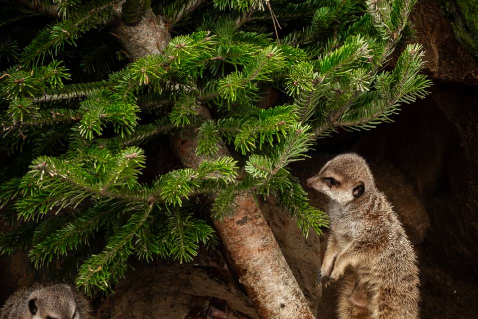 ZOO Antwerpen / Jonas Verhulst