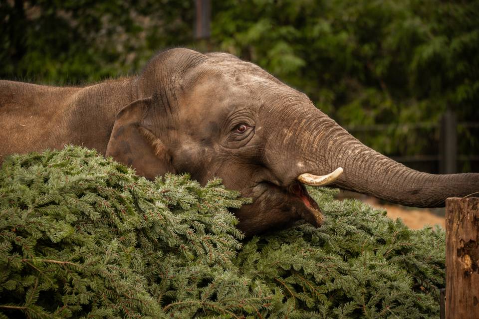 ZOO Antwerpen / Jonas Verhulst