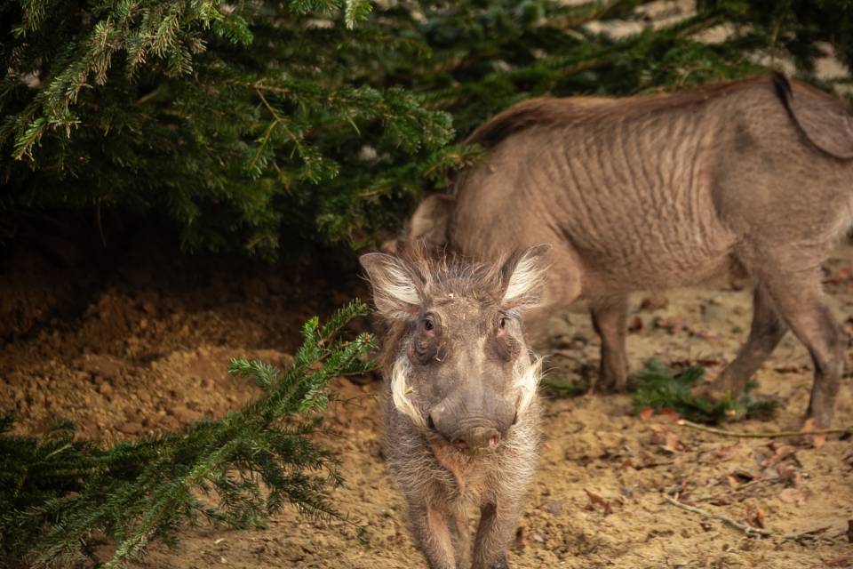 ZOO Antwerpen / Jonas Verhulst