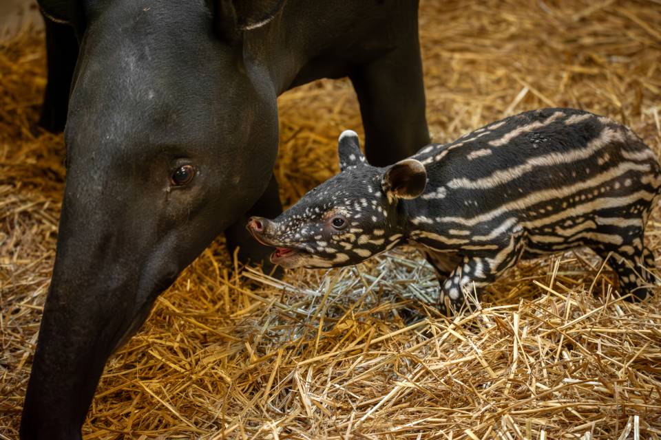 ZOO Antwerpen / Jonas Verhulst