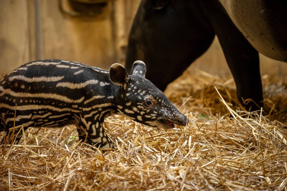 ZOO Antwerpen / Jonas Verhulst