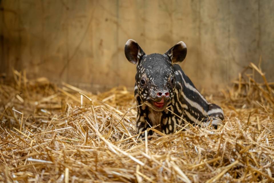 ZOO Antwerpen / Jonas Verhulst