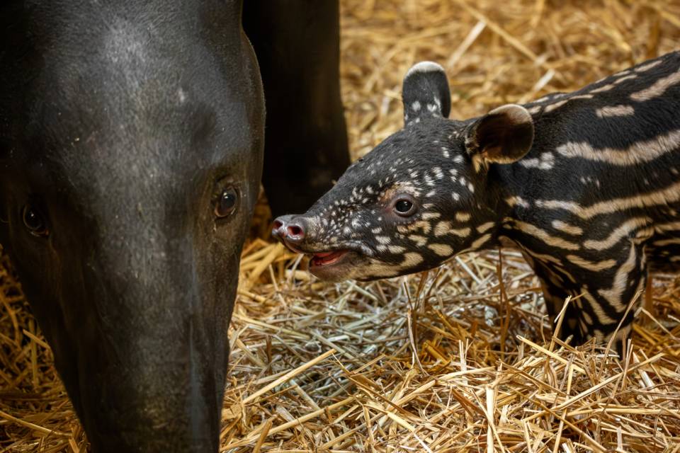 ZOO Antwerpen / Jonas Verhulst