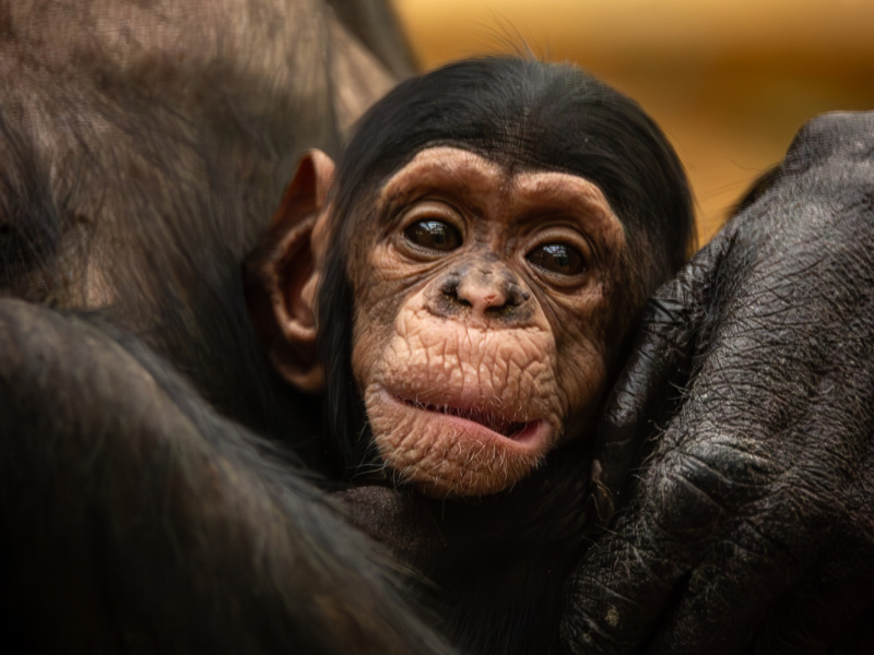 Kleine chimpansee Zabari komt voor het eerst buiten