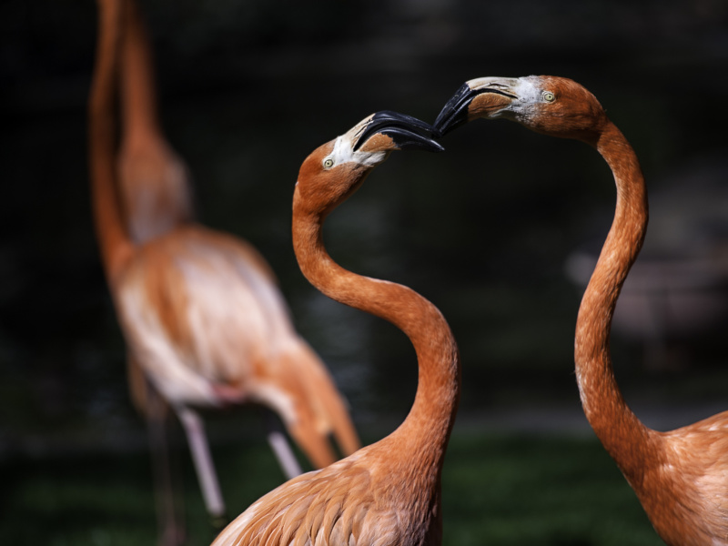 Vieren dieren Valentijn? Zeker wel!