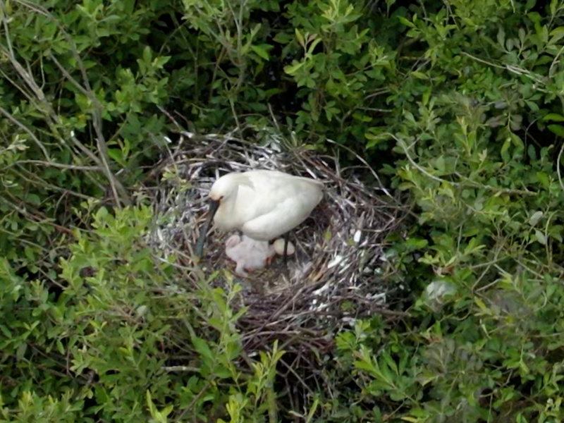 Primeur: lepelaar nestelt zich in natuurreservaat De Zegge