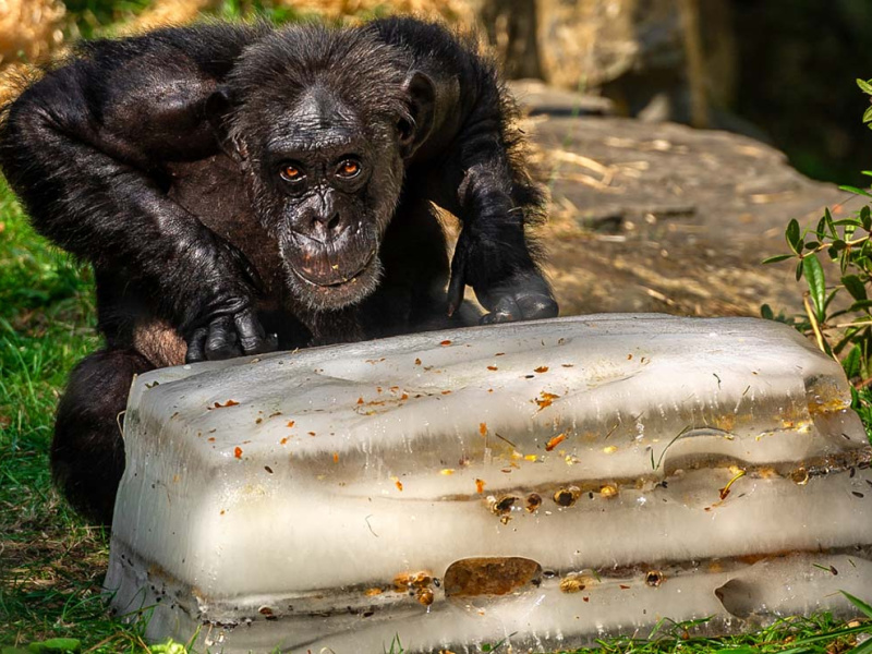 IJsjestijd in ZOO Antwerpen 