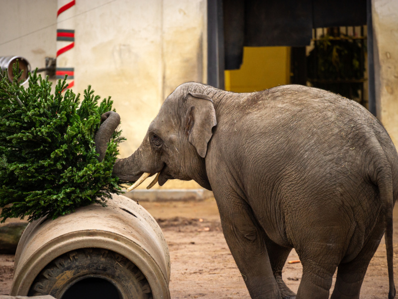 Kerstboom Grote Mark Antwerpen krijgt tweede leven in ZOO Antwerpen