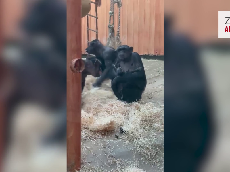 Naissance d’un chimpanzé : l’extraordinaire cadeau de Saint-Nicolas au ZOO d’Anvers 