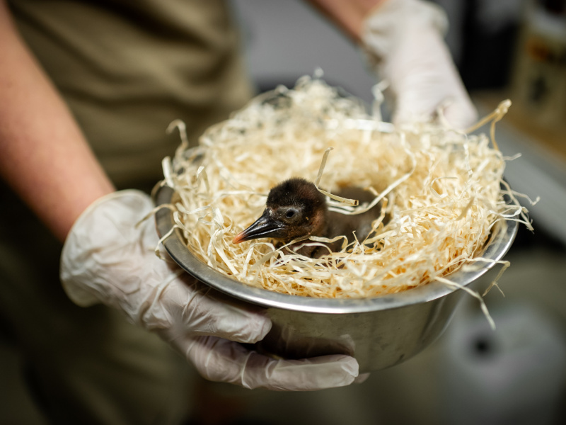 Le ZOO d’Anvers aux petits soins pour un tout jeune ibis du Cap menacé