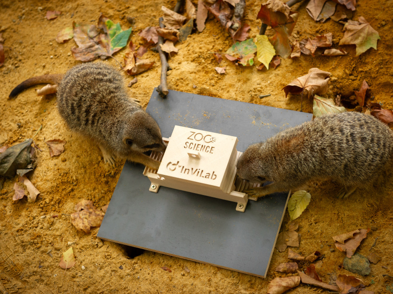  Esprit d’équipe ou individualisme ? Le ZOO d’Anvers étudie la collaboration chez les suricates