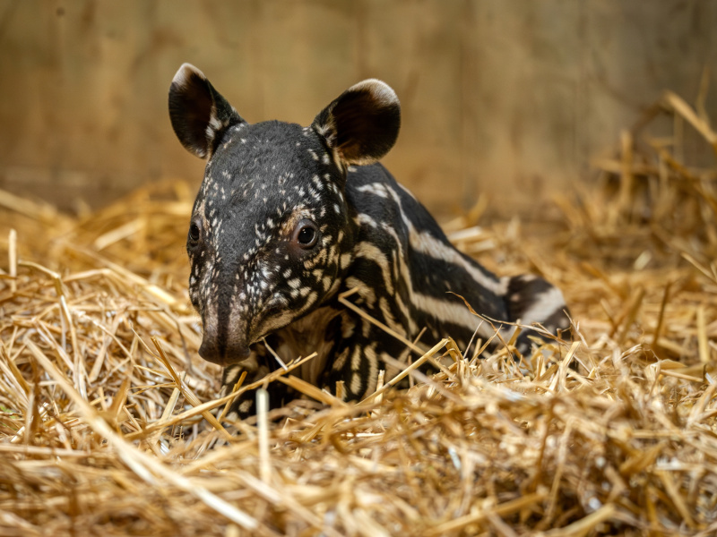 Pasgeboren tapir vertedert in ZOO Antwerpen 